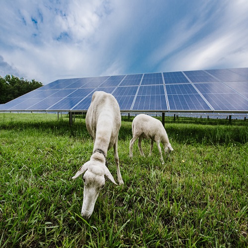تهدف الشركات الناشئة التي تعمل في مجال الزراعة الكهروضوئية الأسترالية إلى تحقيق 1 غيغاواط من الطاقة الشمسية